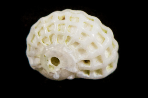 Liotia fenestrata observed 2016-10-02