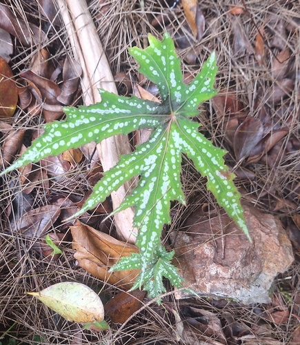 Diadem Begonia (Begonia diadema)