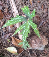 Diadem Begonia (Begonia diadema)