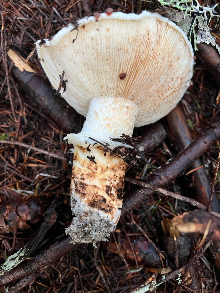Tricholoma murrillianum · December 2025 · photo: © moorebuesing (iNaturalist, cc0)