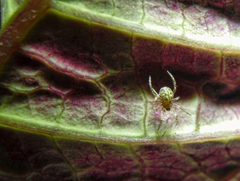 Araneidae