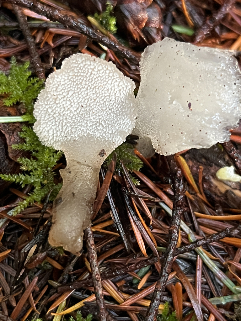 Pseudohydnum gelatinosum · December 2025 · photo: © moorebuesing (iNaturalist, cc0)
