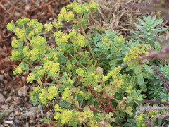Euphorbia portlandica