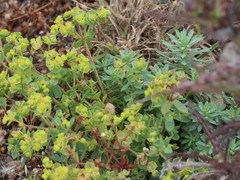 Euphorbia portlandica