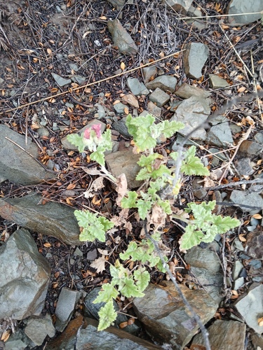 Sphaeralcea mendocina, photograph 4