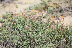 Palafoxia linearis