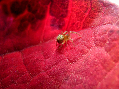 Araneidae