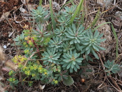 Euphorbia portlandica