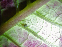 Araneidae