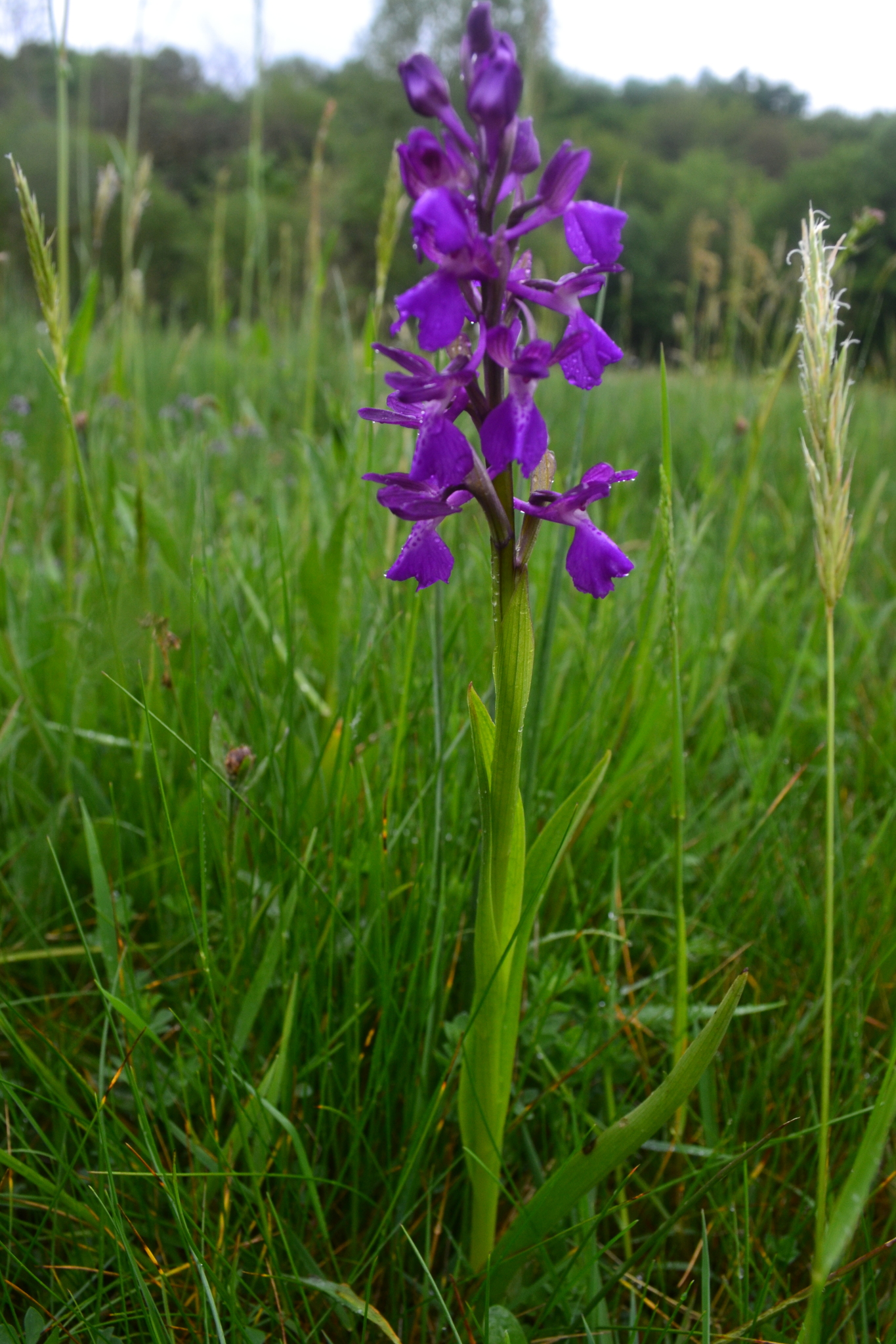 Kalithea Orchid (Anacamptis ×)