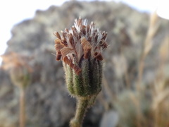 Brachyglottis haastii