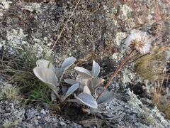 Brachyglottis haastii