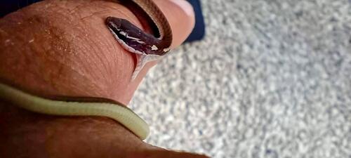 Black-striped Snake