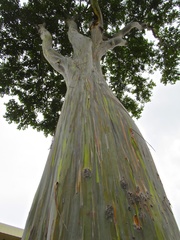 Eucalyptus deglupta