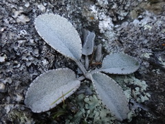 Brachyglottis haastii