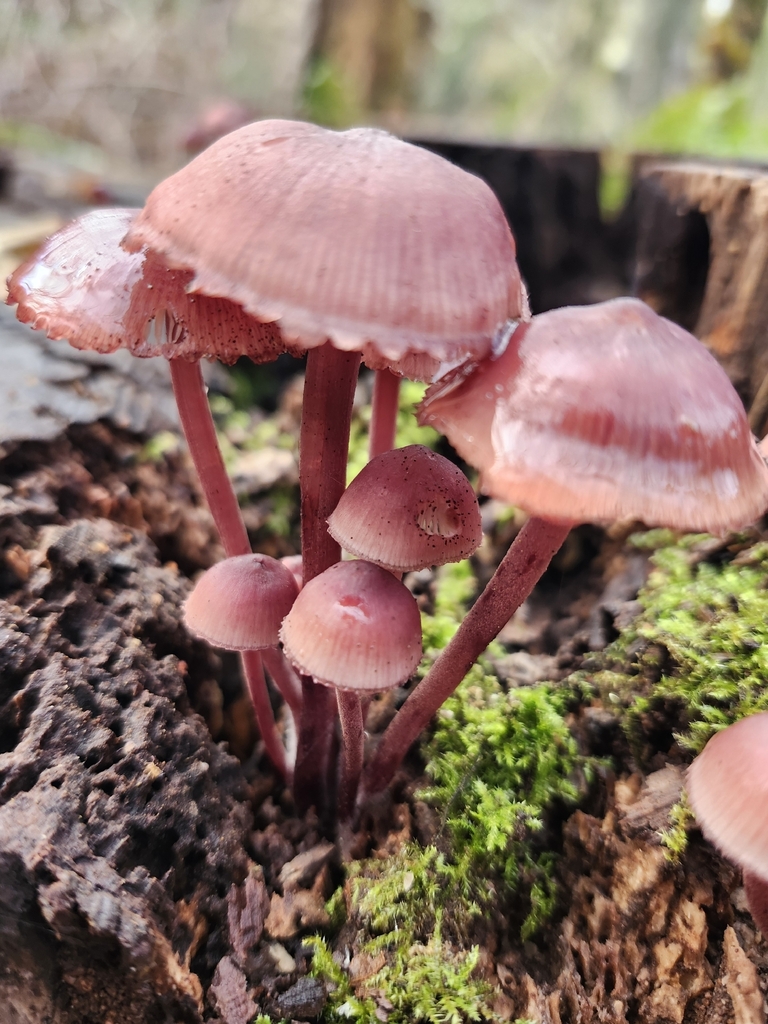 Mycena haematopus · December 2025 · photo: © johanna_gendelman (iNaturalist, cc0)