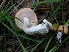 Amanita flavescens