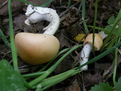 Amanita flavescens