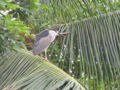 Nycticorax nycticorax