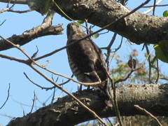 Rupornis magnirostris