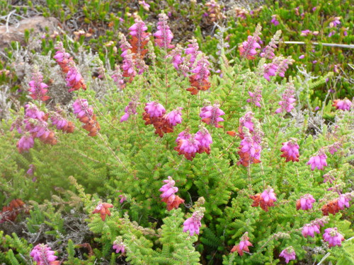 Dorset Heath