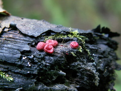 Lycogala exiguum