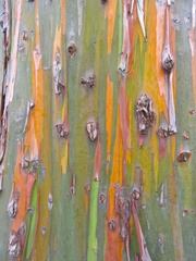 Eucalyptus deglupta