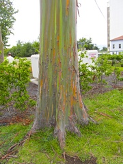 Eucalyptus deglupta