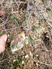 Plantago sempervirens