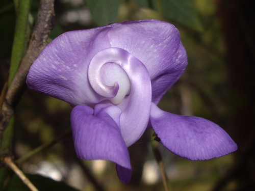 Sigmoidotropis speciosa
