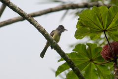 Myiarchus phaeocephalus