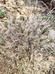Plantago sempervirens