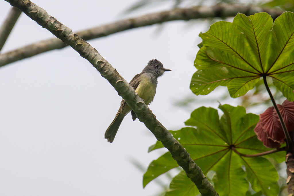 Sooty-Crowned Flycatcher