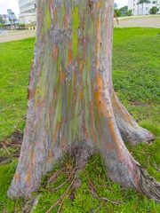 Eucalyptus deglupta