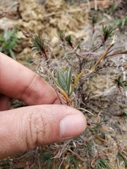 Plantago sempervirens