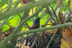 Synallaxis brachyura