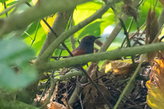 Synallaxis brachyura