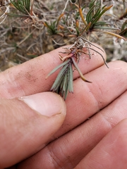 Plantago sempervirens