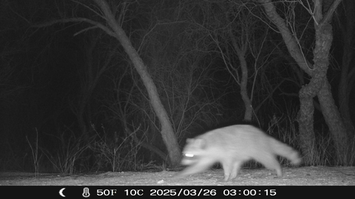iNaturalist observation 2025-03-26