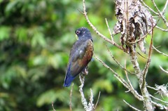 Pionus chalcopterus