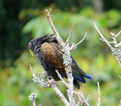 Pionus chalcopterus