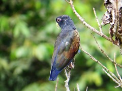 Pionus chalcopterus