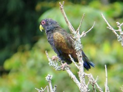 Pionus chalcopterus