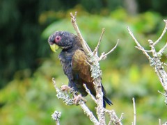 Pionus chalcopterus