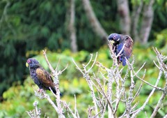 Pionus chalcopterus