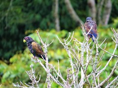 Pionus chalcopterus