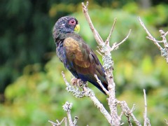 Pionus chalcopterus