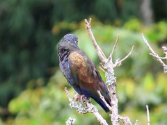 Pionus chalcopterus