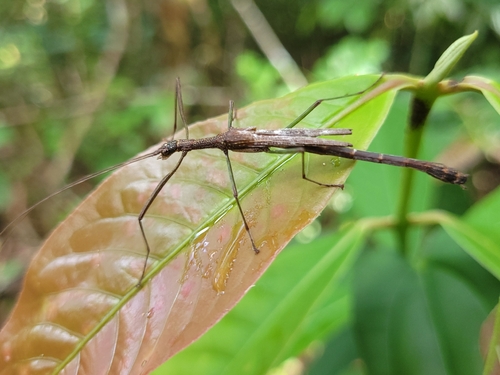 Prexaspes quadriguttatus