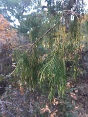 Juniperus flaccida